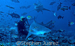 Russi  Bull Shark  Shark Marine Reserve  Fiji,Amazing pla... by Stephen Juarez 